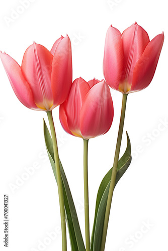 closeup macro view of A collection of red pink tulips flower isolated on a white background PNG