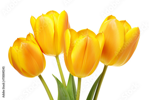 closeup macro view of A collection of yellow tulips flower isolated on a white background PNG