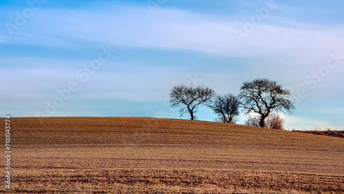 Naked Trees on a Hill