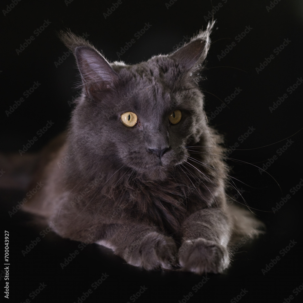 Fototapeta premium Cat on black background catched in studio
