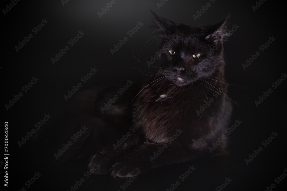 Cat on black background catched in studio