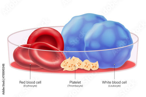 Blood cells vector. Red blood cells, Platelets and White blood cells. Erythrocyte, Thrombocyte and Leukocyte.