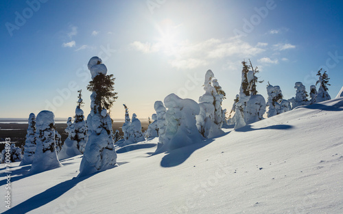 Winter landscape in central Finland: snow and frost covered fir trees backlit by the sun.