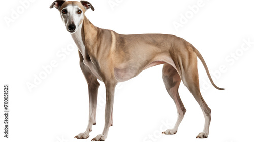 portrait of greyhound dog 