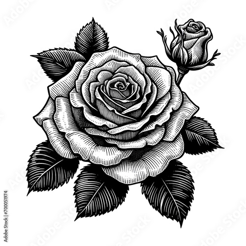 Ilustraci√≥n de rosa florecida en lineart a blanco y negro photo