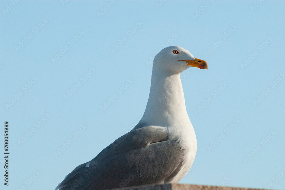Mediterranean Gull (Ichthyaetus melanocephalus), side view of an adult in winter plumage standing on Monumento a Vittorio Emanuele II in Piazza Venezia, Rome, Italy, Europe Mediterranean Gull (Ichthyaetus melanocephalus), side view of an adult in winter plumage standing on Monumento a Vittorio Emanuele II in Piazza Venezia, Rome, Italy, Europe