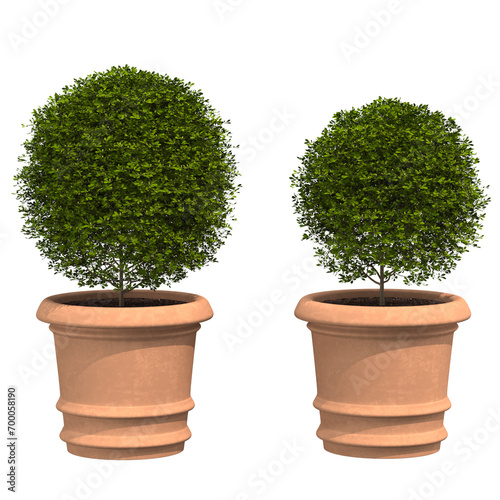 home decorative indoor plants in multiple Style no background, beautiful assets, no background flowers and plants