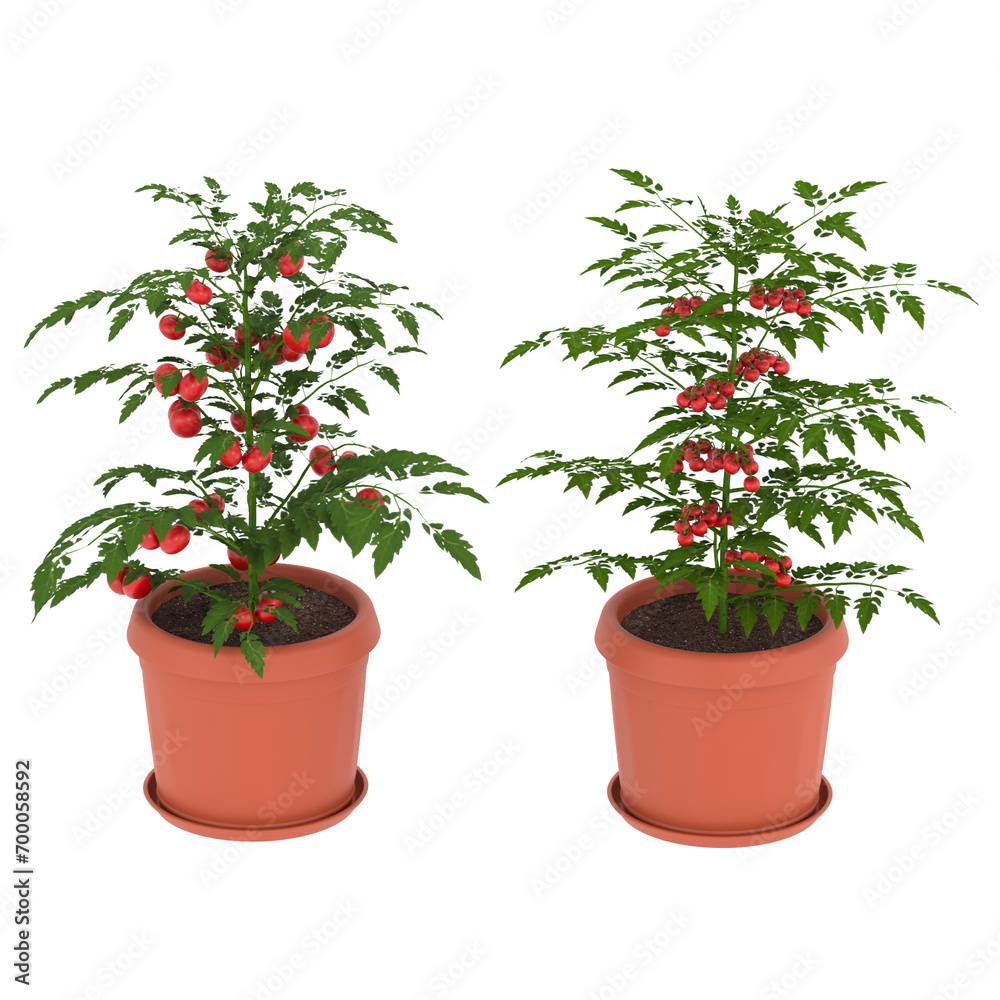 home decorative indoor plants in multiple Style no background, beautiful assets, no background flowers and plants