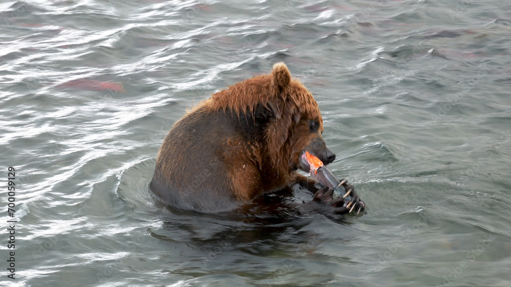 Obraz premium Close up one wild adult brown bear caught salmon fish with paws. Eat red oily fish during spawning in river, storing up energy before hibernation. Wildlife natural habitat reservation in national park