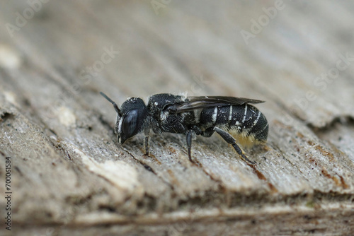 Closeup on a female Mediterranean small crenulate armoured resin bee, Heriades crenulatus in the Gard , France photo