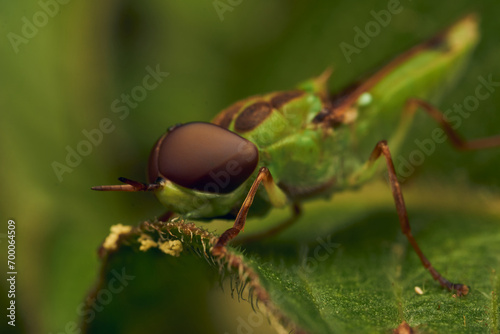 Green soldier fly perched on a leaf Hedriodiscus Pulcher photo