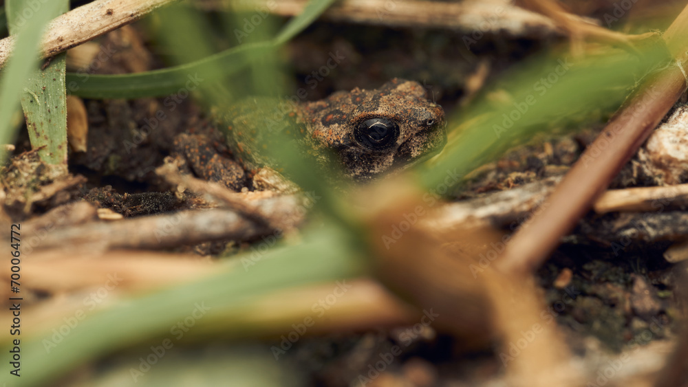 Obraz premium A toad among grasses looking at the camera.