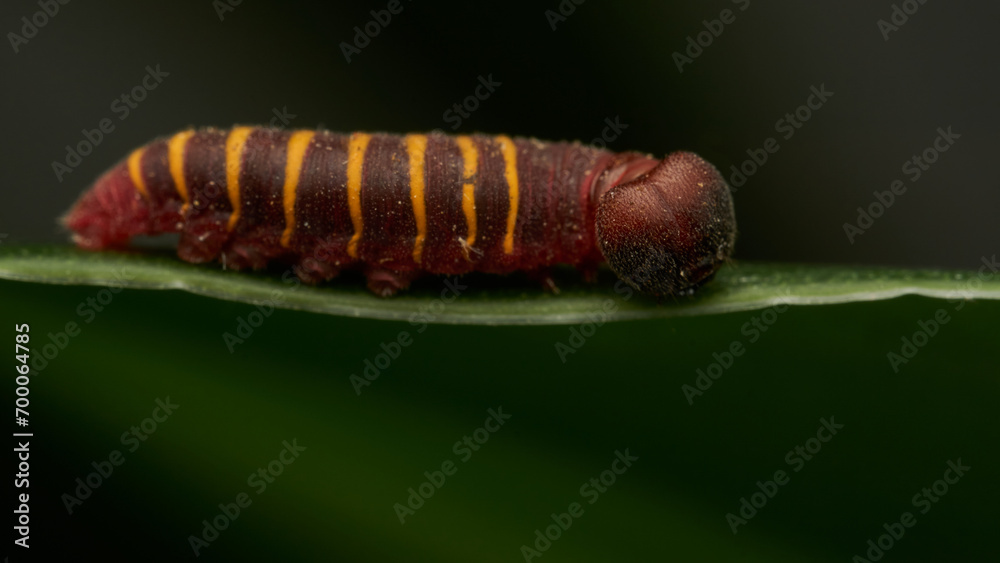a small red and yellow caterpillar walking on a green leaf a small red and yellow caterpillar walking on a green leaf