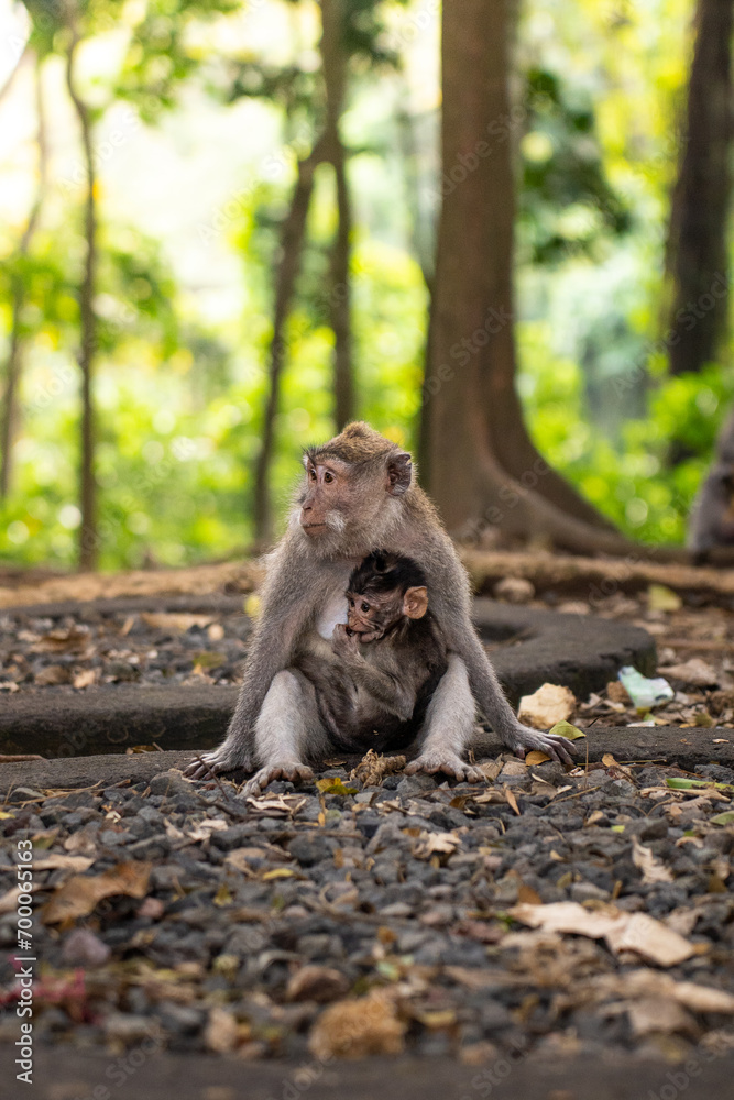 Fototapeta premium Monkey Mother and baby 