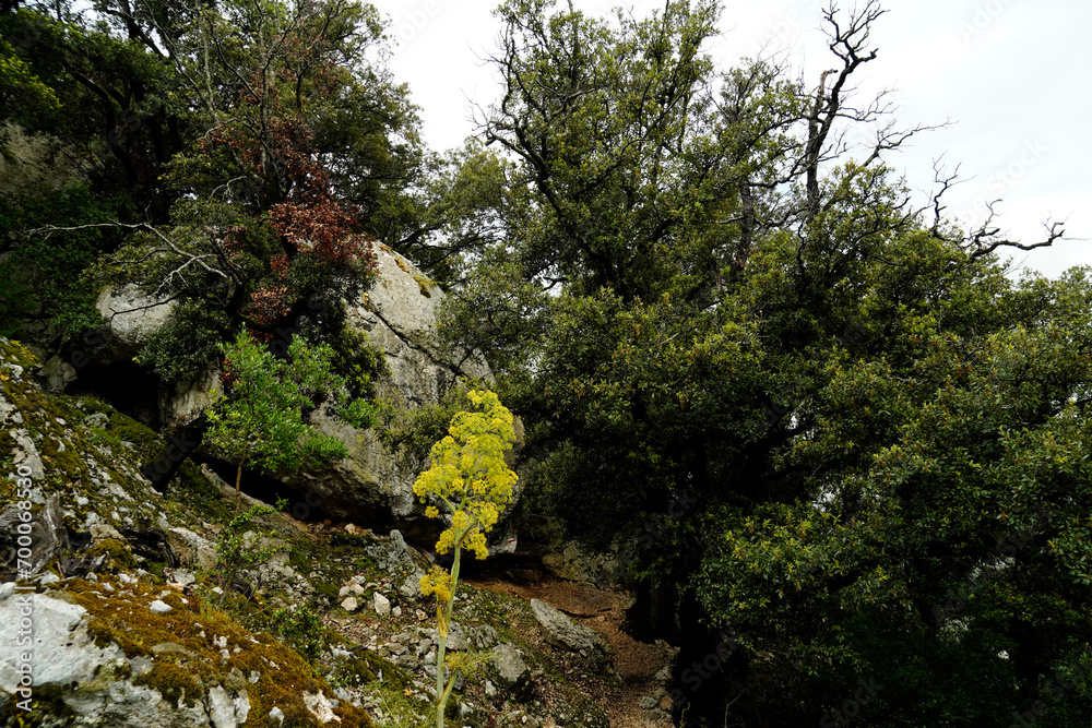 Dolina di Tiscali. Oliena. Sardegna, Italy Dolina di Tiscali. Oliena. Sardegna, Italy