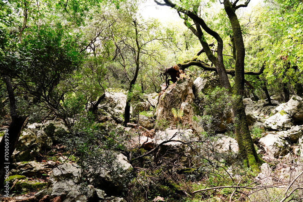 Dolina di Tiscali. Oliena. Sardegna, Italy Dolina di Tiscali. Oliena. Sardegna, Italy