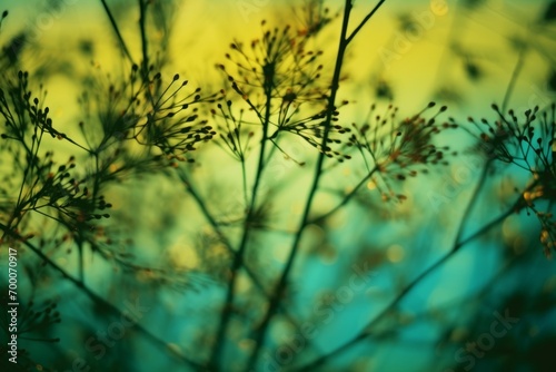 Herbs in herbal garden, warm tones of sunlight © Schizarty