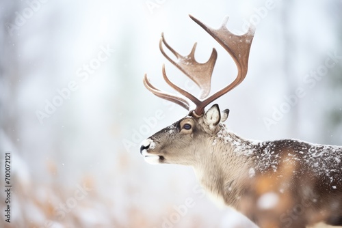 caribou with snow-covered antlers in a blizzard