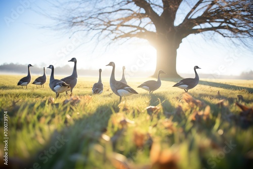 sidelight casting shadows of geese on meadow photo