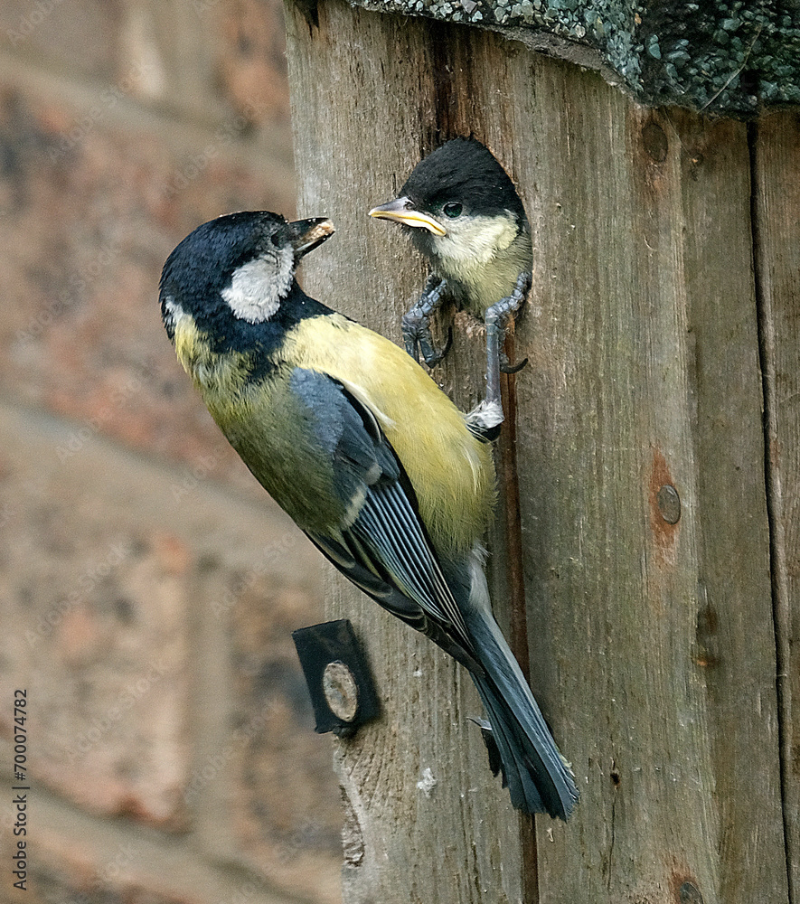 Obraz premium The great tit is a passerine bird in the tit family Paridae.