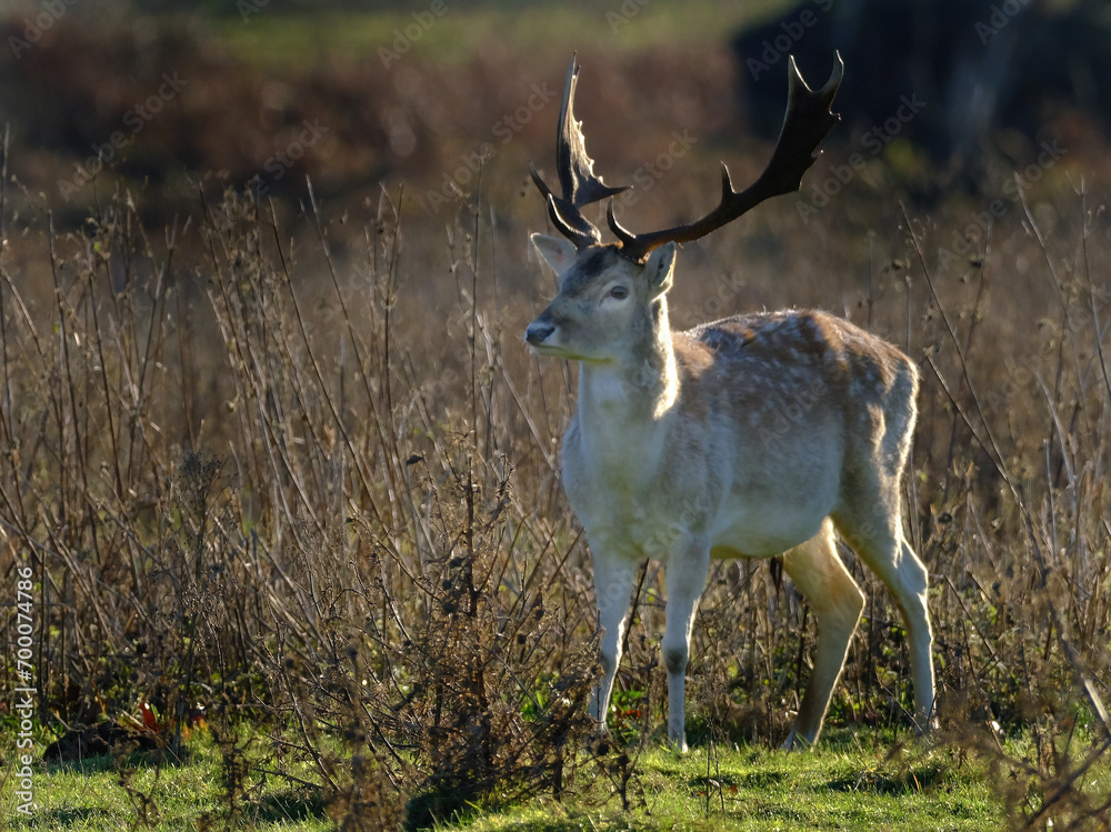 Φωτογραφία The European fallow deer, also known as the common fallow deer or simply fallow deer, is a species of ruminant mammal belonging to the family Cervidae