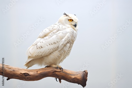 profile shot of a snowy owl sitting on a snow-covered branch photo