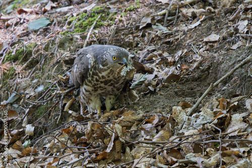 European Honey-buzzard (Pernis apivorus) adult female feeding on wasps' nest, Hesse, Germany