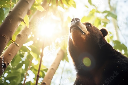 low angle view of sun bear in towering forest photo