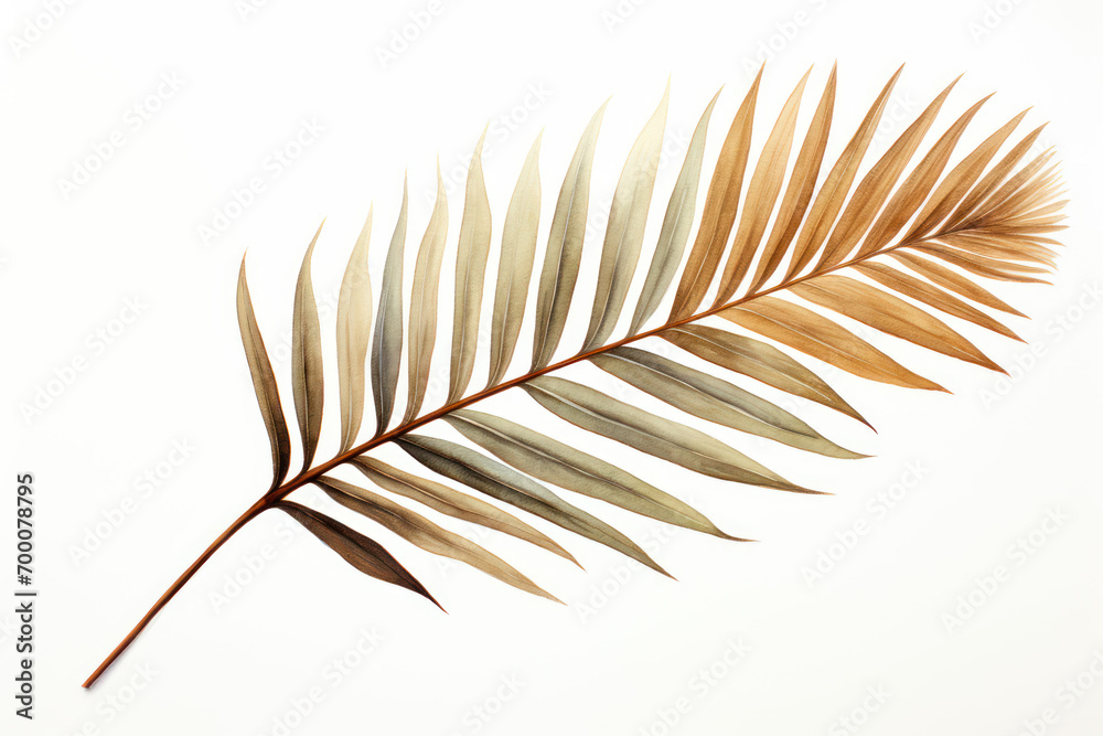dried palm tree leaf dried palm tree leaf
