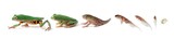 Metamorphosis tadpole of a Tiger-Legged Monkey Frog (Phyllomedusa hypochondrialis), Tiger-Legged Monkey Frog metamorphosis on isolated background
