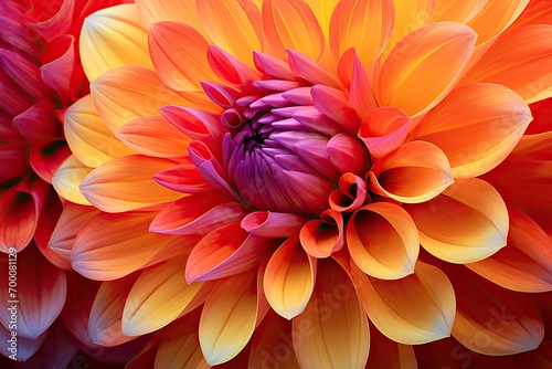 Macro shot of a vibrant dahlia flower photo