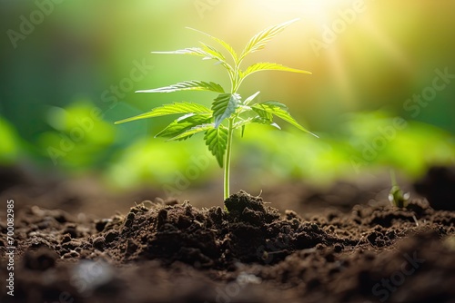 Cannabis seedlings planted outdoors in sunlight with a beautiful background excluding indoor medicinal cultivation