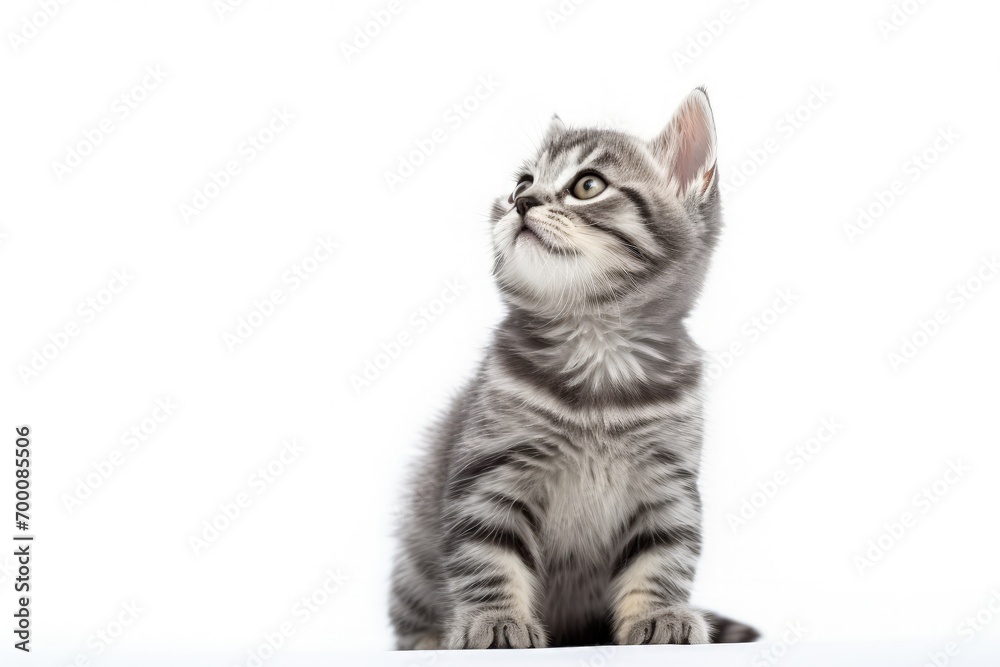 Fototapeta premium Grey striped kitten posing in studio looking up and licking its lips waiting for deliciousness on white background