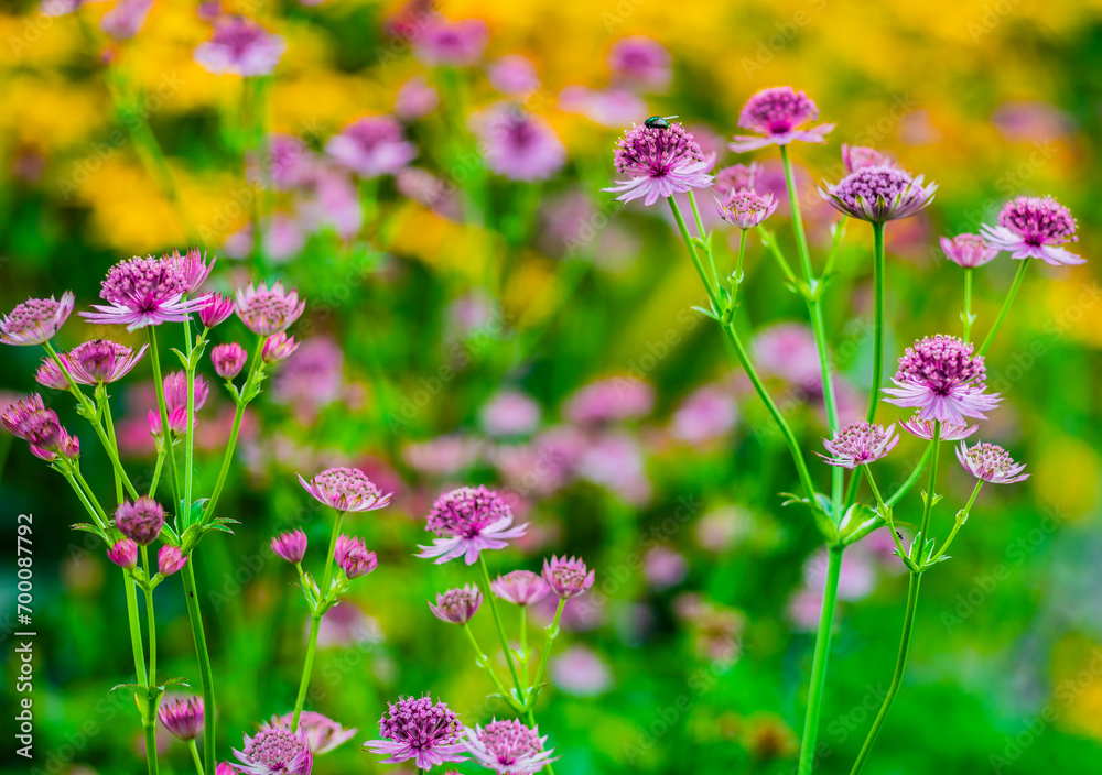 Close-up of pink flowers against on background Close-up of pink flowers against on background