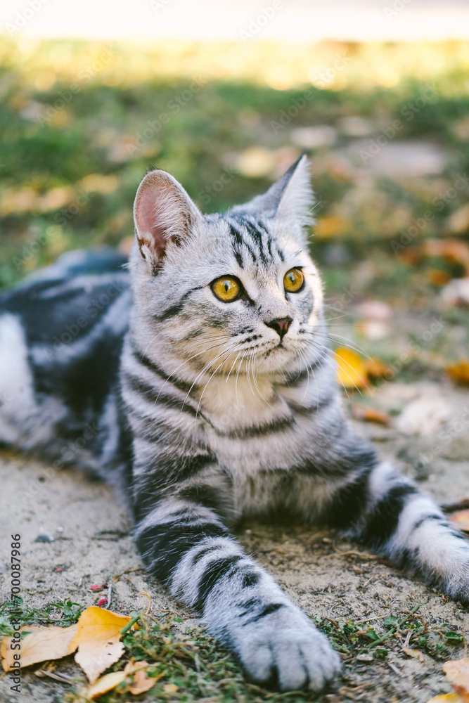 Grey stripped cute young cat sitting on the ground on fallen leaves outdoor, fall or autumn colorful background.
