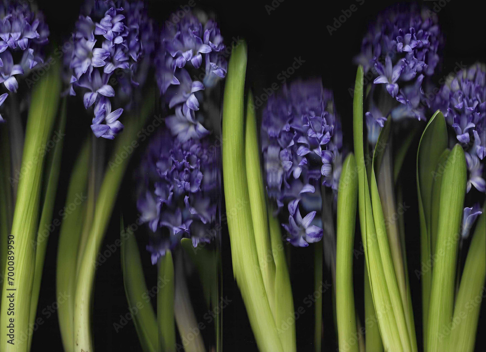 Naklejka premium Blue hyacinthus horizontal scan background. Scanned blooming spring flower bouquet. Glitchy abstract distorted plant. Colourful botanical photocopy with scanner noise effect.