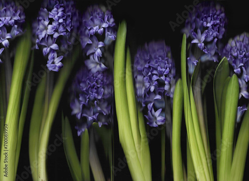 Blue hyacinthus horizontal scan background. Scanned blooming spring flower bouquet. Glitchy abstract distorted plant. Colourful botanical photocopy with scanner noise effect.