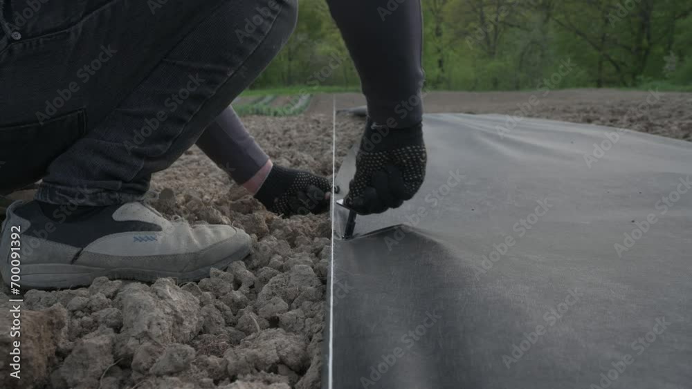 A man hammers a plastic black peg into an agricultural fiber to keep it on the ground. A man hammers a plastic black peg into an agricultural fiber to keep it on the ground.