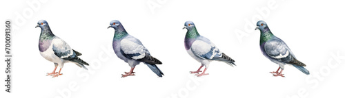 Pigeon watercolor drawing isolated set. Vector illustration design.