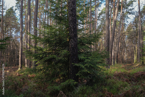 Mischwald Kiefern bei weichem Tageslicht im Dezember