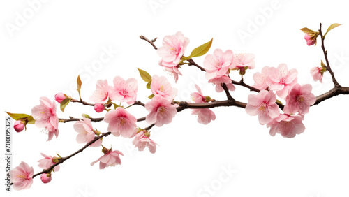 pink cherry blossom © Siriwan