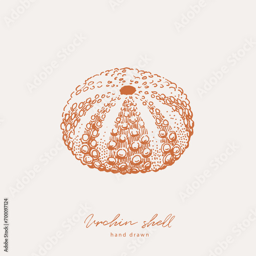 Hand drawn illustration of urchin sea shell