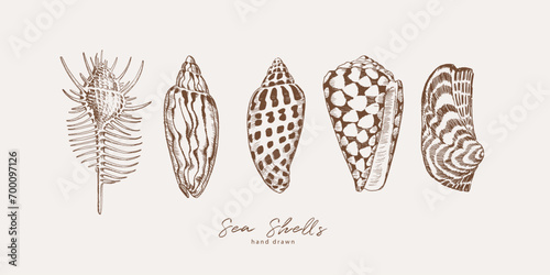 Hand drawn illustration of sea shells