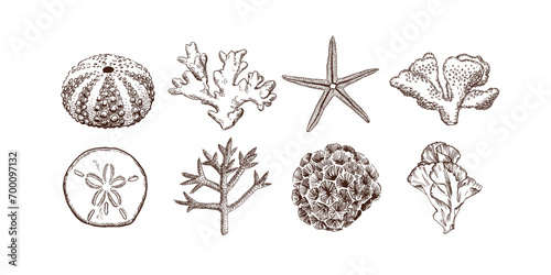 Hand drawn collection of sea shells and corals. Vintage style  illustrations photo