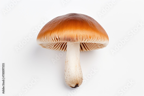 mushroom on a white background