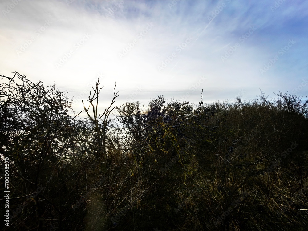 Obraz premium sunset in the forest