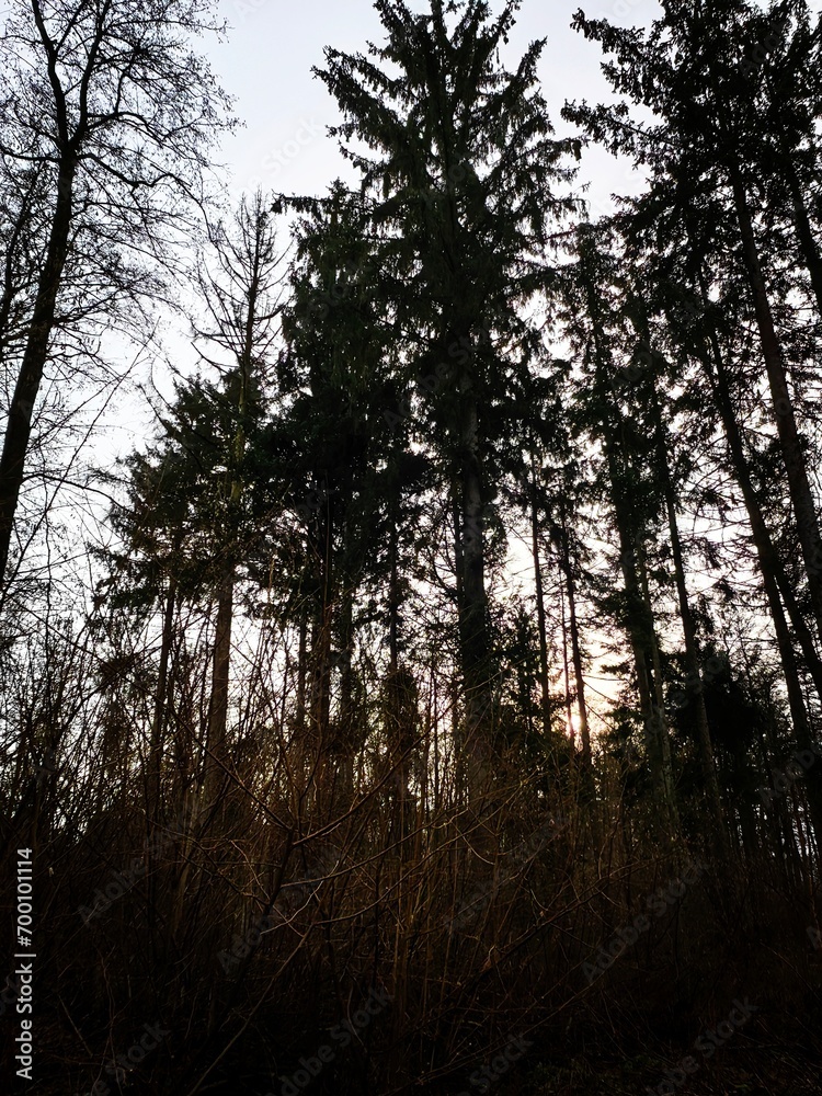 sunset in the woods sunset in the woods