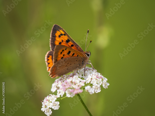 Small Copper Butterfly Feeding on Cow Parsley