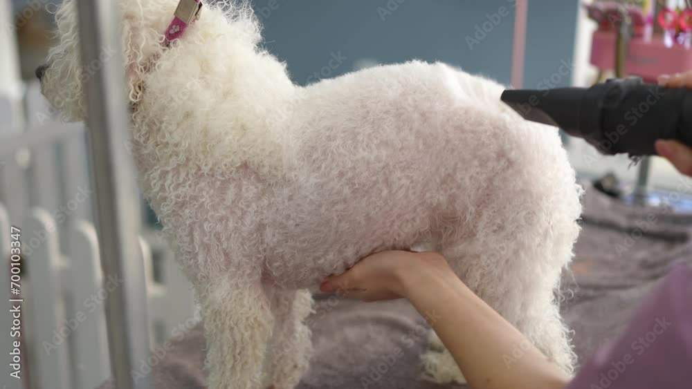 A white Bichon Frise dog stands with a leash on a grooming table after bathing. A female groomer dries a wet dog using a hairdryer in a grooming salon. Close-up.