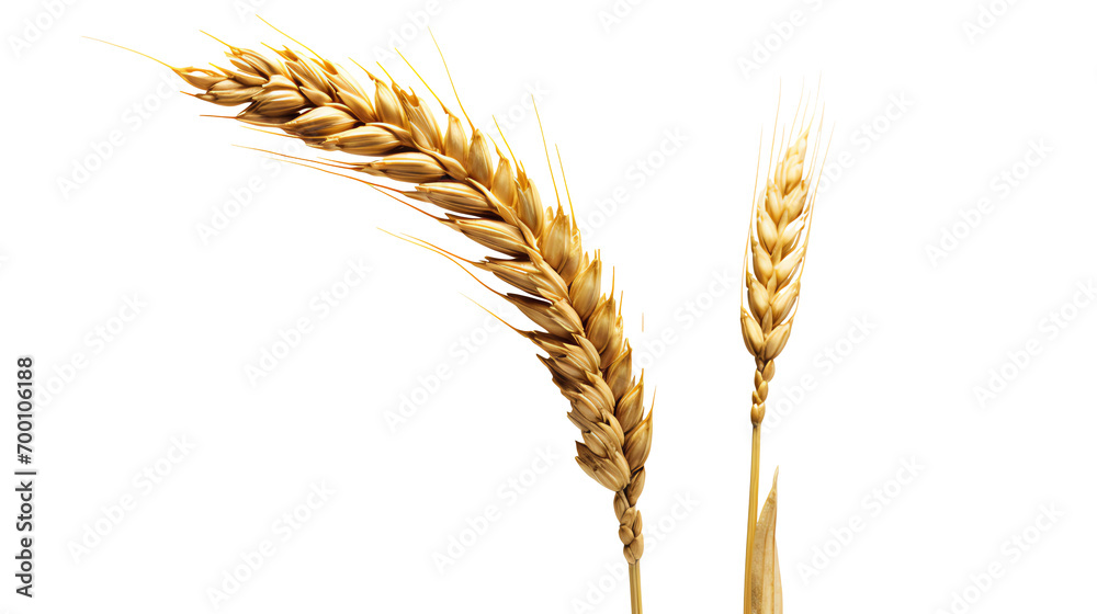a close up of wheat a close up of wheat